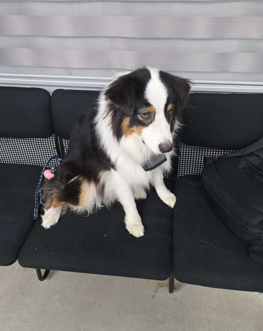 כלב-שהושאר-מאחור-צילום-דוברות-רכבת-ישראל